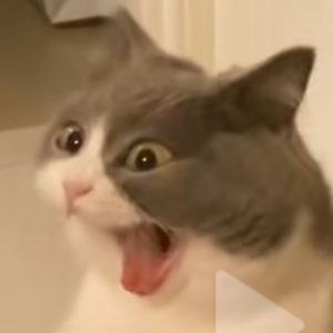 Meet your Posher, vincent